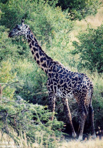kenia2